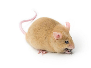 Белые мыши (фото)