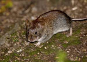 Питание мышей в домашних условиях