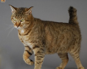 Чем кормить пиксибобов 