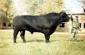 Абердинская корова