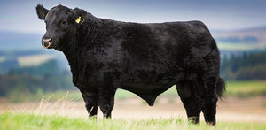 Абердин-ангусская порода коров: особенности и преимущества