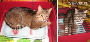 Кот писает с кровью - что делать