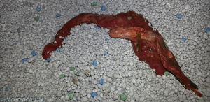 Кровь в стуле в кошачьем лотке - пора к ветеринару?