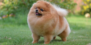 Достоинства породы