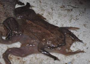 Суринамская пипа - особенности размножения