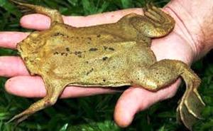 Суринамская пипа - фото земноводного