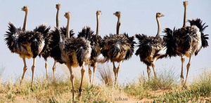 Птица страус - крупная нелетающая птица