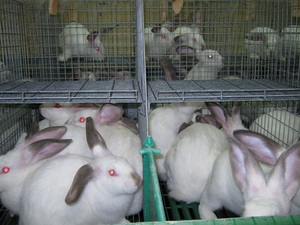 Как кормить кроликов