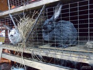 Как выбрать породу кроликов для разведения