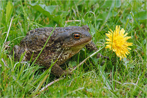 Описание серой жабы