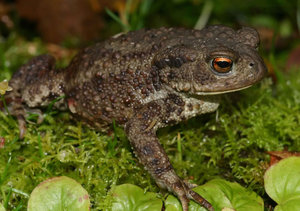 Обыкновенная жаба