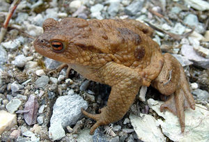 Чем питается серая жаба