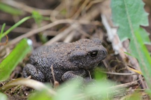 Характеристика амфибии