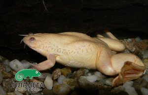 Особенности рада шпорцевых