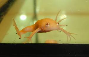 Виды лягушек