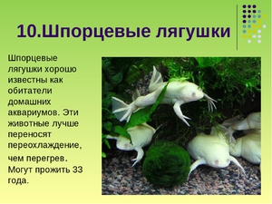 Шпорцевые лягушки