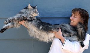 Самый крупный кот - мейнн кун Стьюи