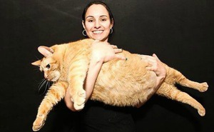 Кот Химми является самым толстым в мире