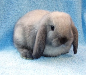 Условия содержания карликового вислоухого кролика