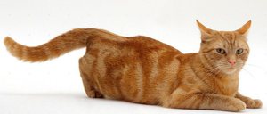 Как определить, что кошка гуляет