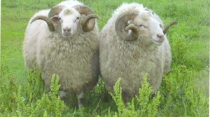 Цигайская порода