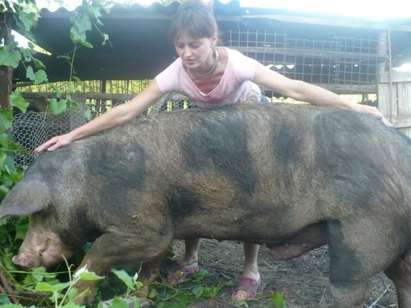 Пятнистая свинья