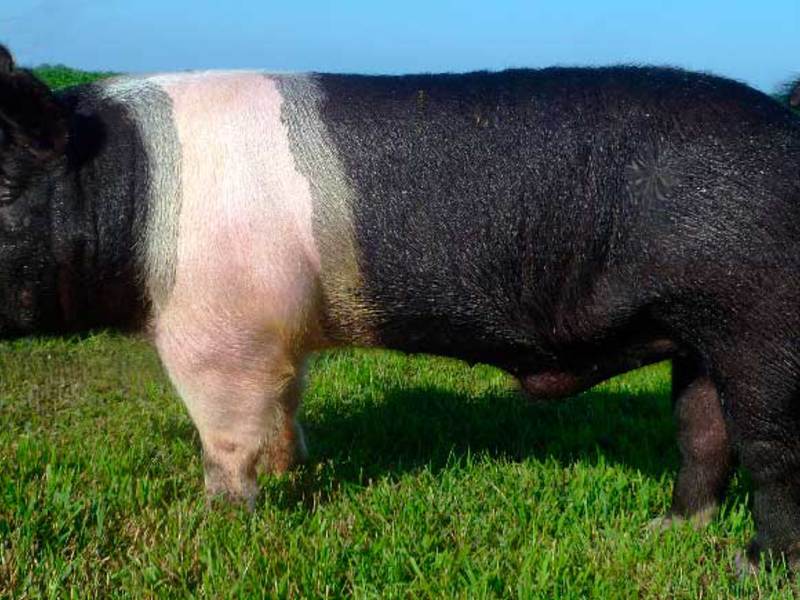 Гемпширская порода