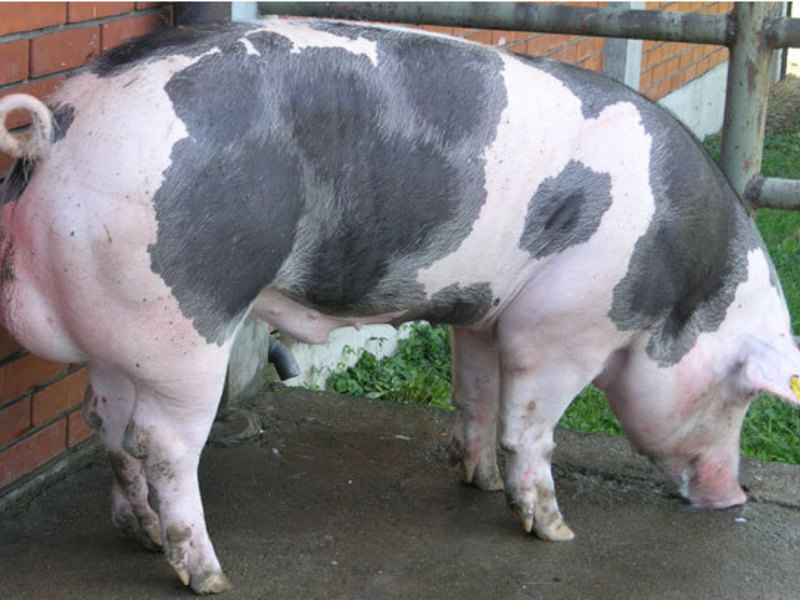 Мясные породы