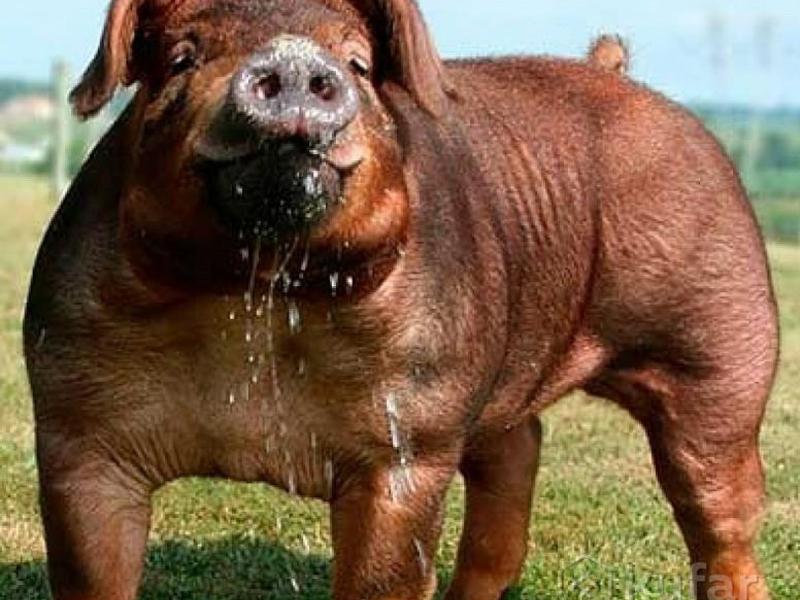 Порода дюрок