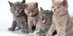 Питание для котят британской породы