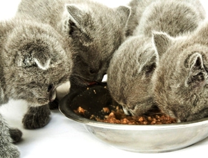 Правильный рацион кота и котенка британской породы