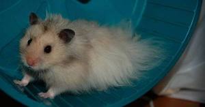 Как ухаживать за ангорским хомяком