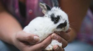 Срок жизни кролика в домашних условиях