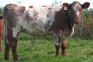 Шортгорнская порода коров