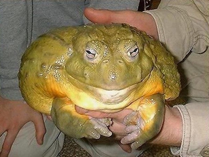 Лягушка-голиаф: самая большая жаба в мире и её особенности