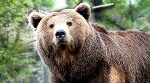 Гризли – сила и образ жизни животного