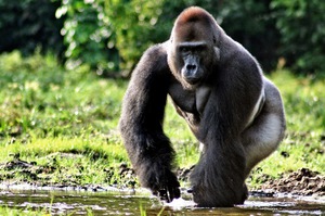 Горилла – сила животного