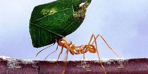 Муравей-листорез – настоящий силач