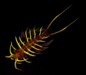 Что за животное копепод