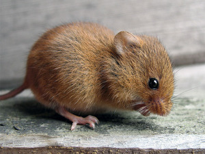 Питание змей-полевки