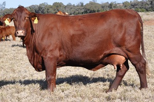 Мясная порода коров Санта - Гертруда