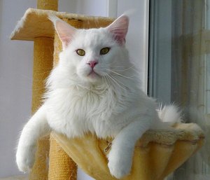 Окрасы мейн куна