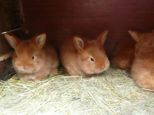 Новозеландские красные крольчата