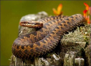 Опасен ли укус гадюки для человека: правда о смертельной угрозе