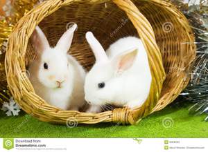 Декоративные вислоухие кролики 