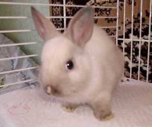 Кролики в домашных условиях