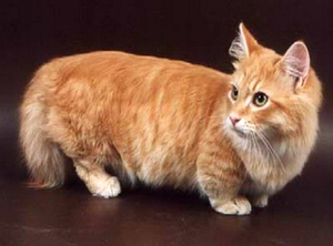 Кошки манчикины в домашних условиях