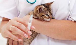 Признаки бешенства