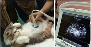 Как протекает беременность у кошек