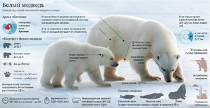 Как охотится медведь